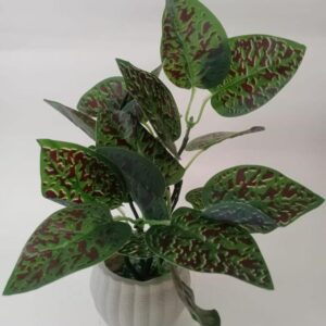 Money Plant Pack Of 1